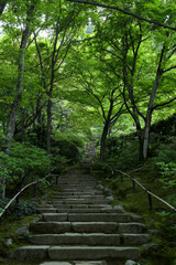 Fototapeta na wymiar 常寂光寺の新緑の美しい境内の風景