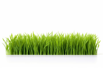 Obraz premium grass fresh green bushy close-up isolated on white background, greenery