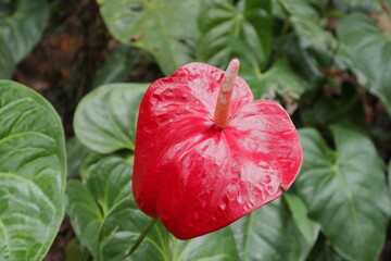 In the garden, a red Anthurium flower is in bloom. A view from above of the flower