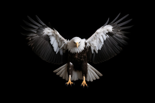 white eagle with claws lands, attacker, isolated on black background, hunter