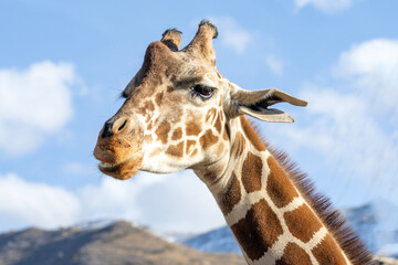 portrait of giraffe