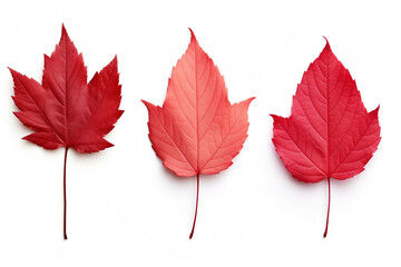autumn red dried maple trees leaves, herbarium, isolated on white background