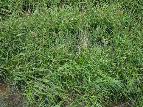 wetland grass background