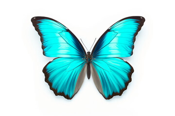 Fototapeta premium butterfly with turquoise wings, isolated on white background