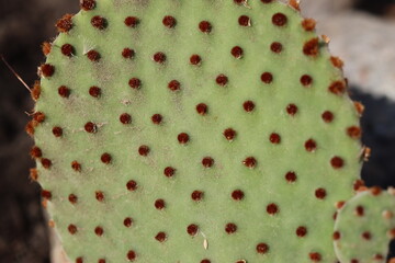 Opuntia rufida opuncja kaktus © Perovskia
