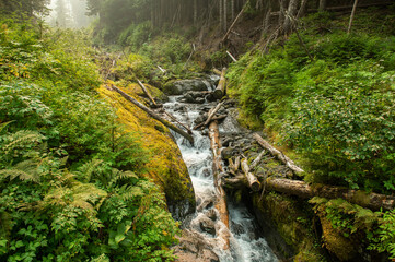 waterfall in the woods