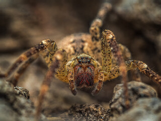 Nosferatu-Spinne #02