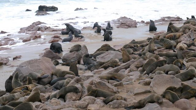 Big colony of wild navy seals living on seashore. Strong waves wash shore. Animals in natural habitat of national park in Namibia at Cape Cross. Protecting animals population in wild nature