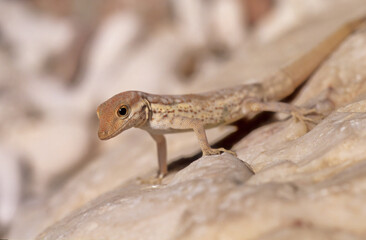 Pristurus samhaensis.