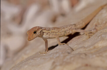 Pristurus samhaensis.
