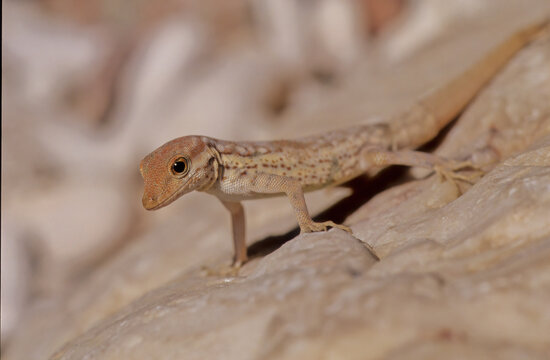 Pristurus samhaensis.