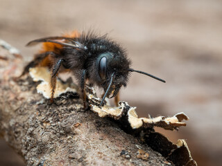 Mauerbiene #03