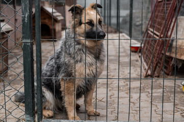 Stray dog in animal shelter waiting for adoption. Homeless dog in the shelter.