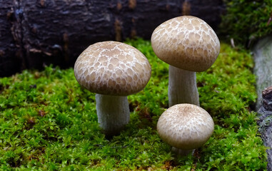 ein kleiner köstlicher nussiger Speisepilz für die moderne Küche