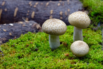 ein kleiner köstlicher nussiger Speisepilz für die moderne Küche