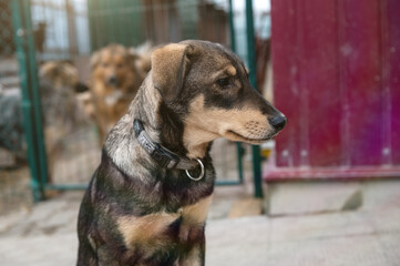 Homeless dog in the shelter. Dog waiting for adoption in animal shelter.