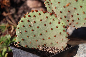Opuntia rufida opuncja kaktus © Perovskia