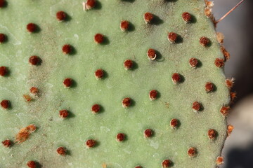Opuntia rufida opuncja kaktus © Perovskia