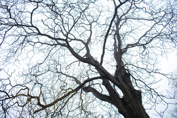 branches of an old tree 