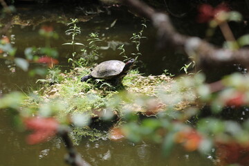 turtle in the pond
