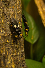 Spotted black bug on a tree trunk upside down