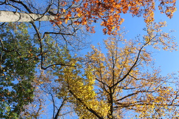 tree in autumn
