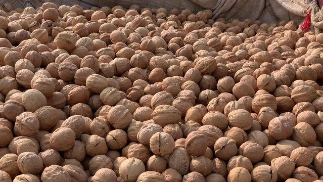 Pile of walnuts for sale. A close-up view of a pile of walnuts is a category of dry fruits. View of the walnut kernel. Walnut in shell.