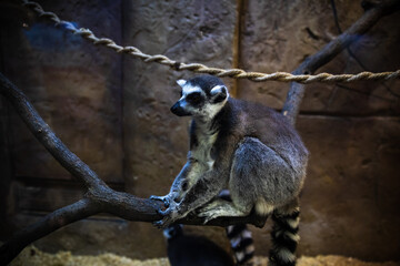 The ring-tailed lemur (Lemur catta).
