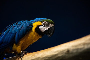 Beautiful colorful parrot.
The blue and yellow macaw (Ara ararauna), also known as the blue and gold macaw.
