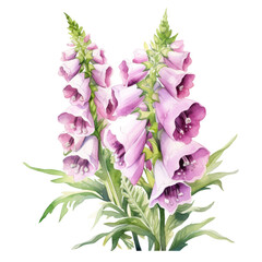 Fototapeta na wymiar Beautiful Pink and Light Purple Foxglove Flower Botanical Watercolor Painting Illustration