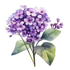 Beautiful Purple Cherry Pie Or Heliotrope Flower Bouquet Botanical Watercolor Painting Illustration