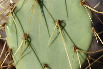 Opuntia chisoensis kaktus opuncja