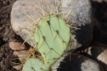 kaktus opuncja Opuntia chisoensis