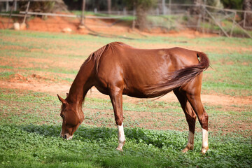 The horse eats grass in the meadow