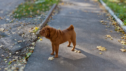 Shar Pei dog for a walk in the autumn park.