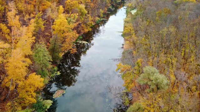 Autumn aerial drone forward flight above river with golden autumnal forest riverbanks. Siverskyi Donets River with calm water in Ukraine