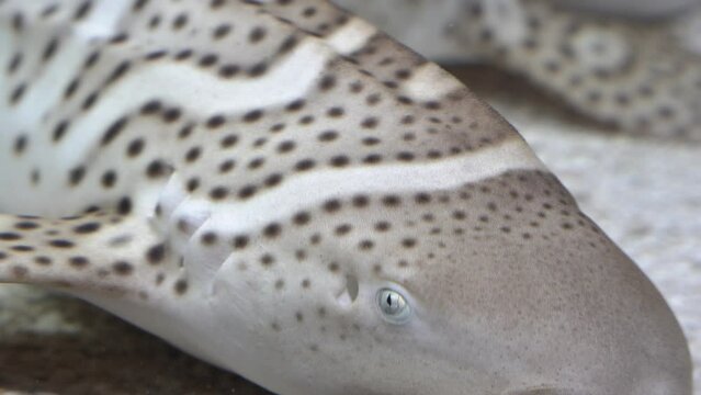 Close up on a zebra shark's eye and gills.