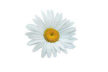 Beautiful White Daisy in Bloom
