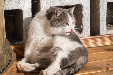 Adorable funny street tomcat closeup