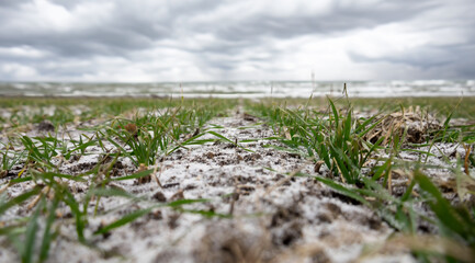 A snowy field of winter wheat