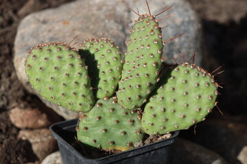 Opuntia basilaris var. ramosa opuncja kaktus - obrazy, fototapety, plakaty