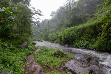 A misty tropical garden with lush greenery and vibrant red flowers