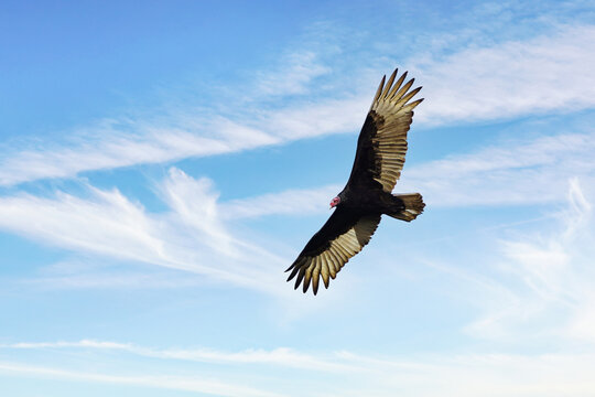Turkey Vulture flying with wings wide open against blue sky, sunny day