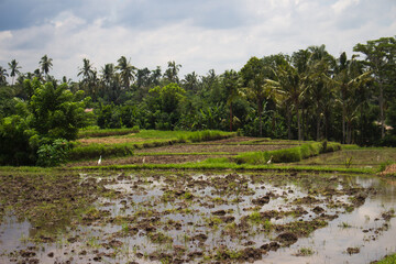 A tranquil view of a waterlogged rice paddy field with lush greenery in the background.