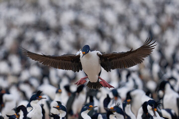 Imperial Shag (Phalacrocorax atriceps albiventer) coming in to land in the large colony on Bleaker...
