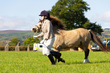 Showing-pretty girl and her tan pony run around show ring at Agricultural show competing for prizes and having fun.