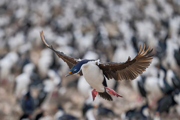 Imperial Shag (Phalacrocorax atriceps albiventer) coming in to land in the large colony on Bleaker...