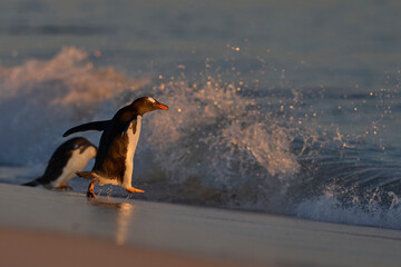 Gentoo Penguin (Pygoscelis papua) going to sea to find food after spending the night at their...