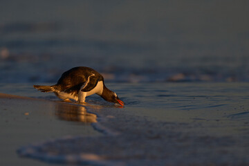 Gentoo Penguin (Pygoscelis papua) going to sea to find food after spending the night at their...