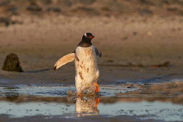 Gentoo Penguin (Pygoscelis papua) walking through a shallow pool of water on the way to the sea on...